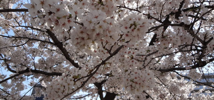 布施のお花見スポット